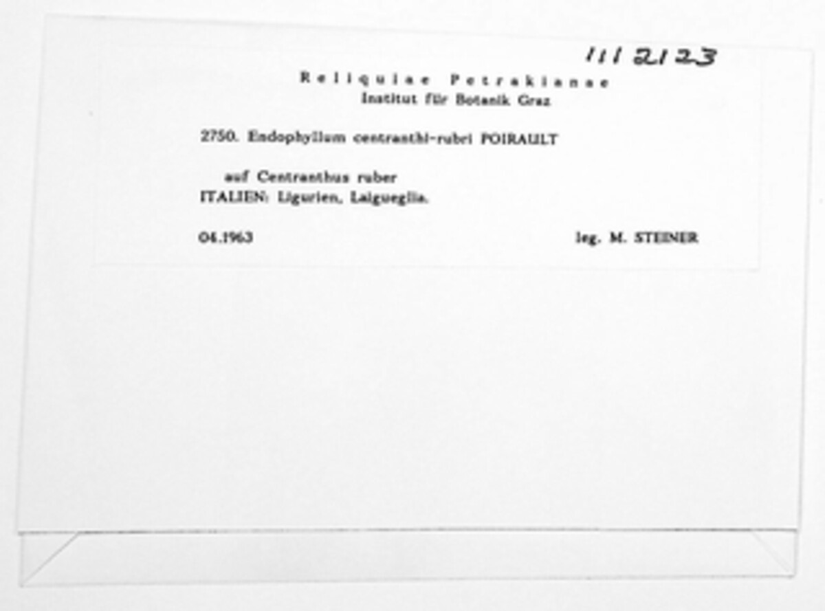 Endophyllum centranthi-rubri image